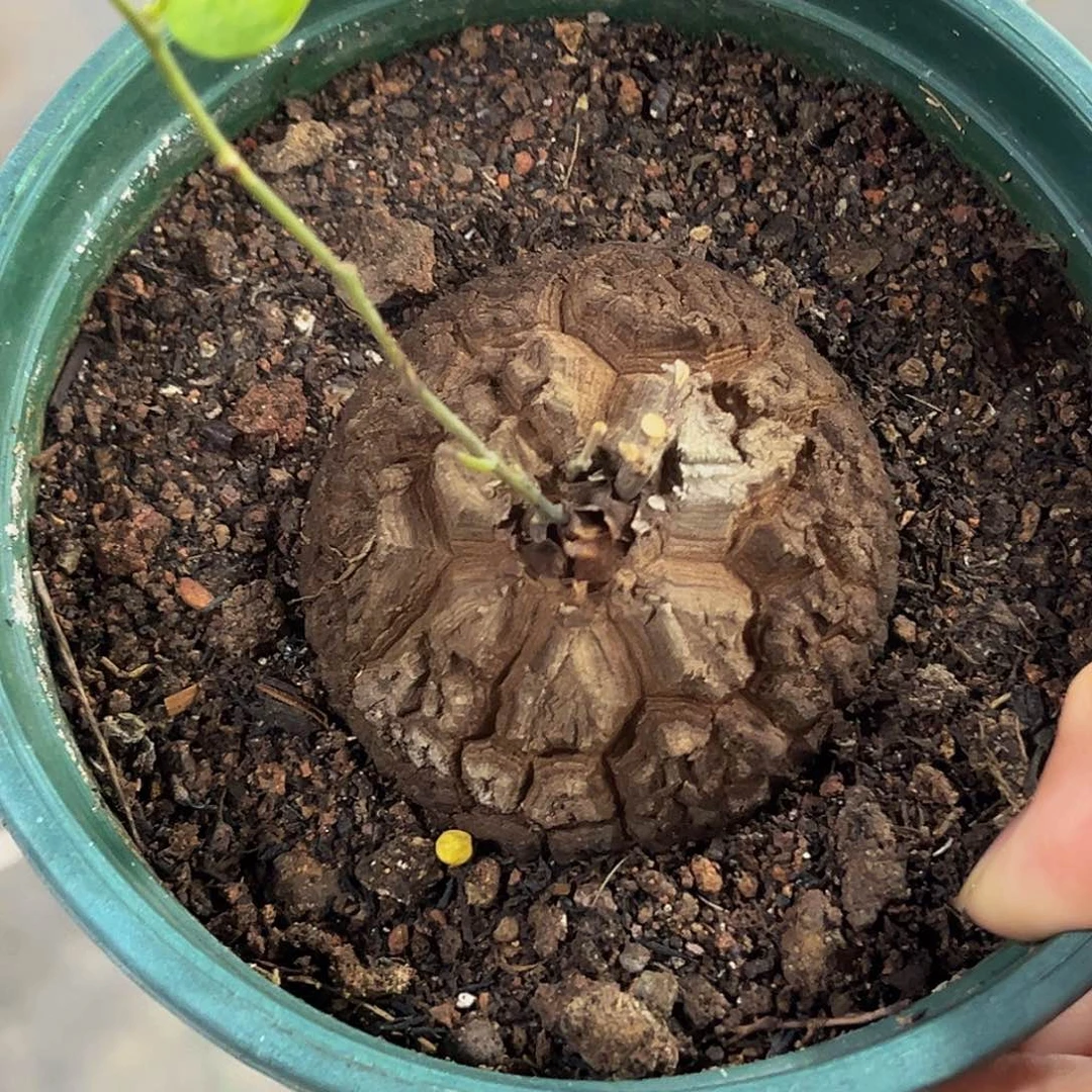 7号龟6.5厘米，清货8888888