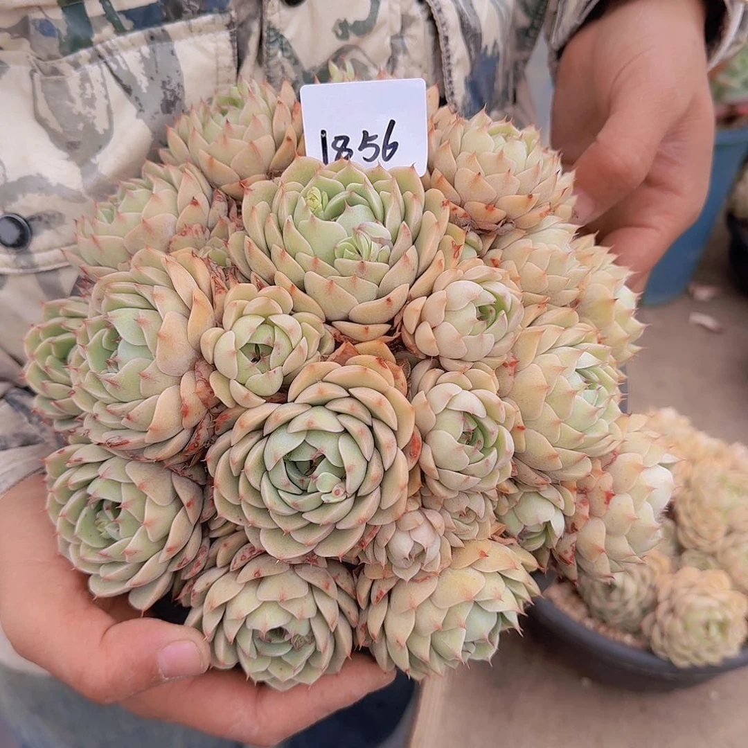 用****01856本巴多肉植物