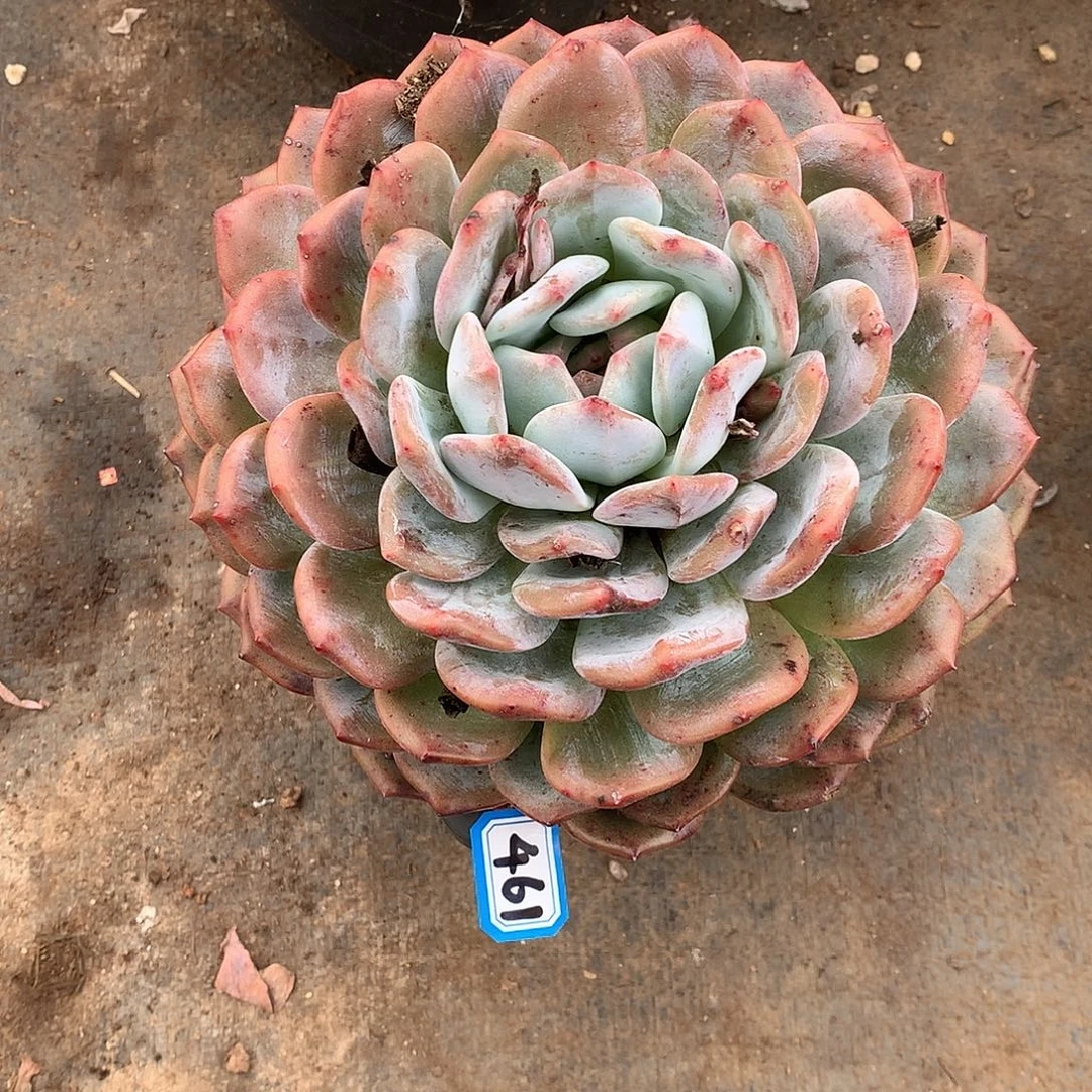 461橙子 一物一拍多肉