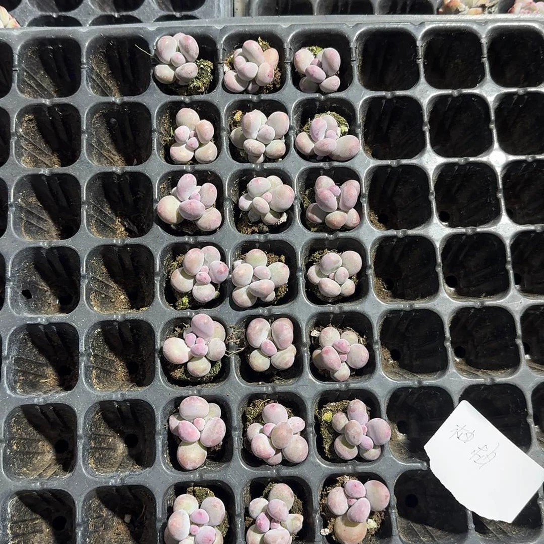 柚柚一物一拍专拍