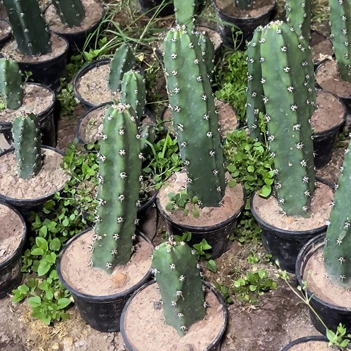 心*.10根黑刺袖谱12厘米起侧牙