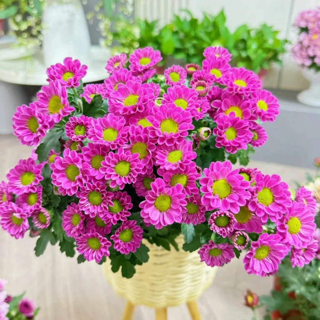【水蜜桃】鲜花盆栽带花四季开花阳台菊花室内室外庭院绿植花卉