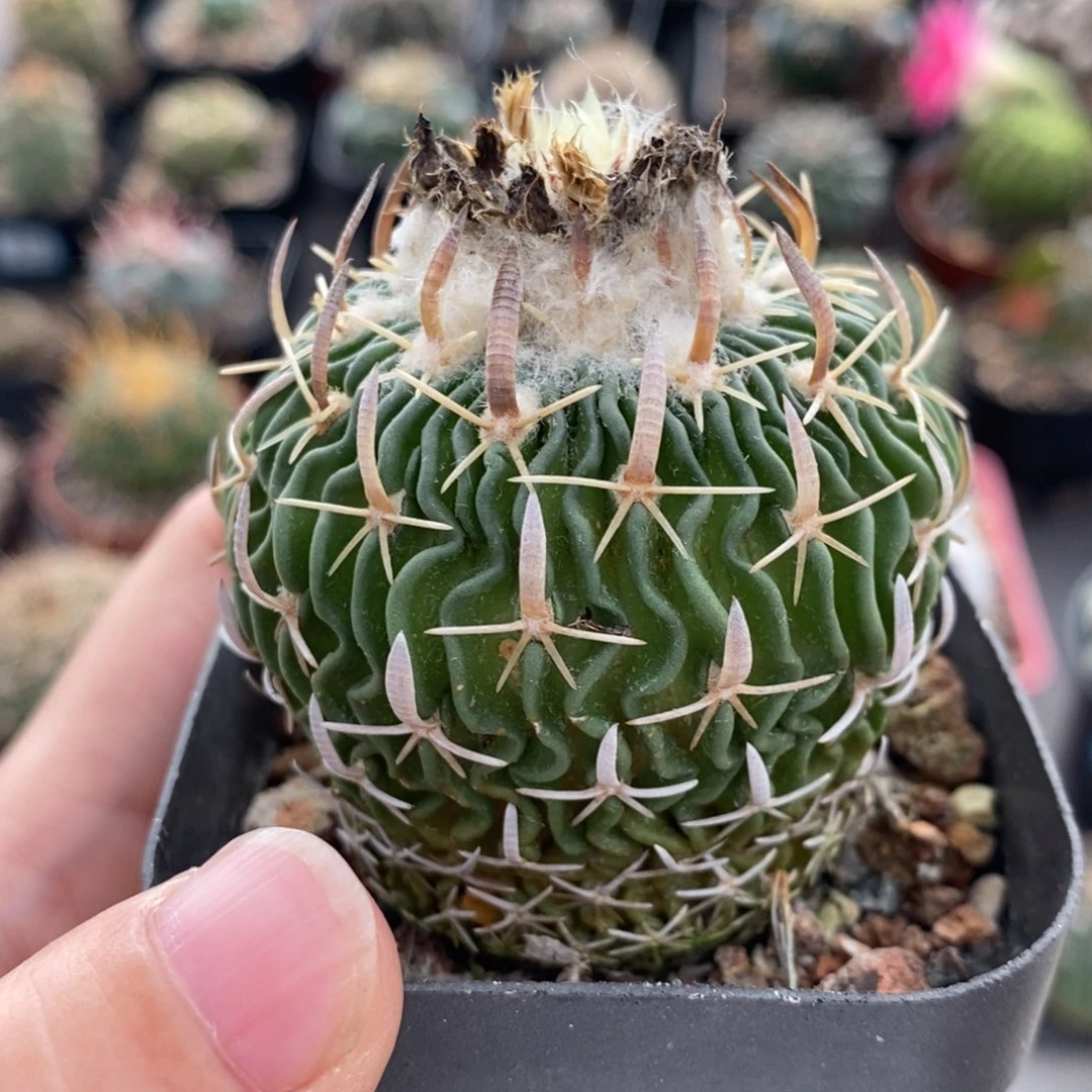 678福利太刀岚植播园艺