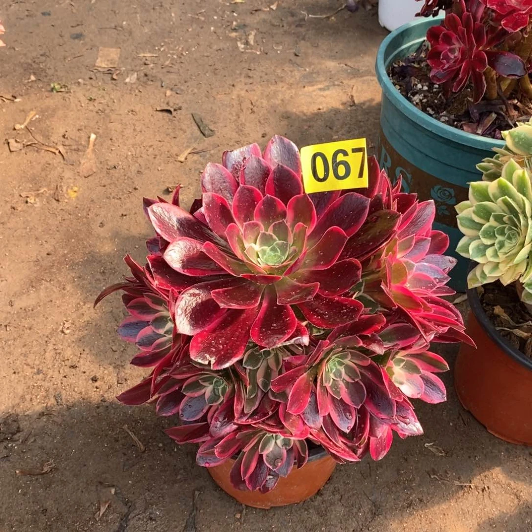 金丝雀多肉法师067嫩庄