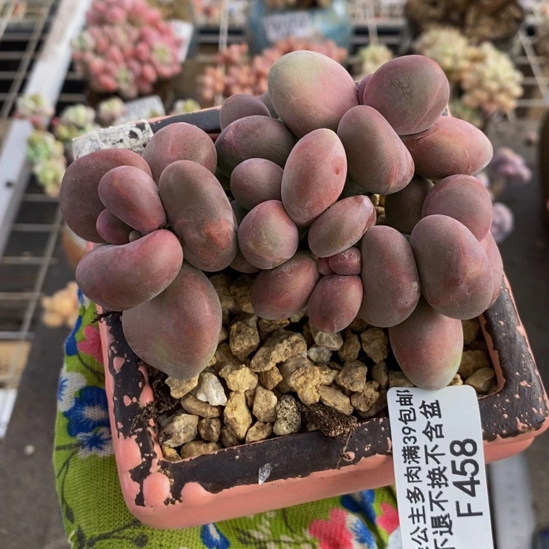 芒果奶酪金蟾Kk奶458/9c m