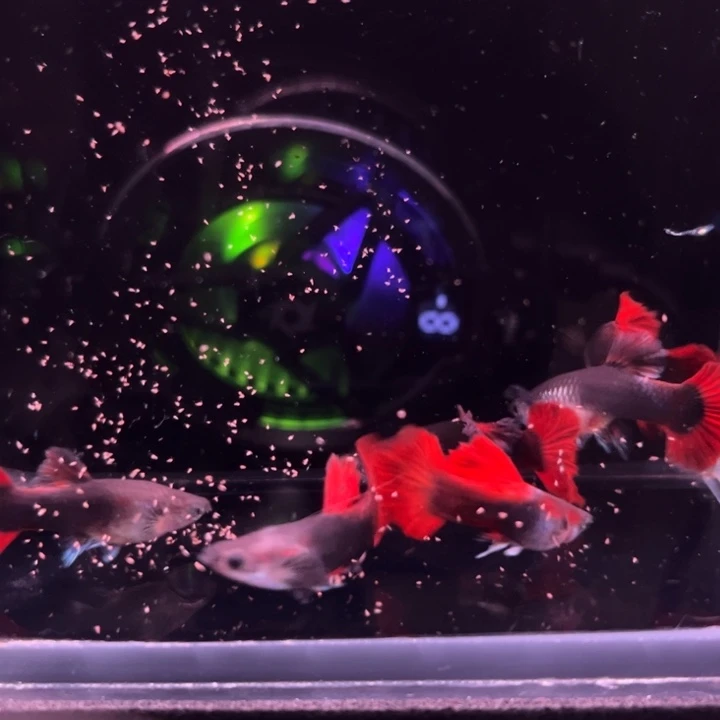 孔雀鱼爆绒折扇压成6条