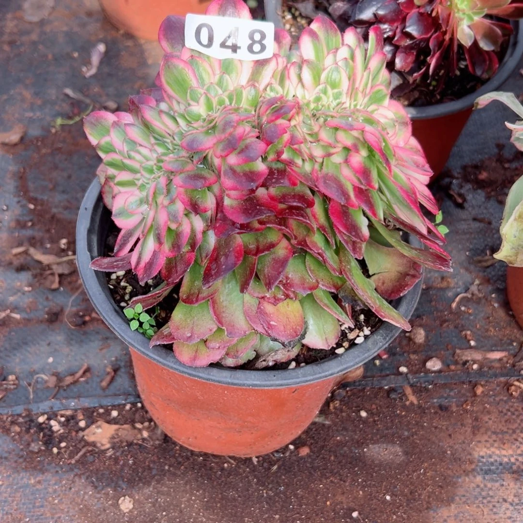 48 号多肉植物法师新年福利来