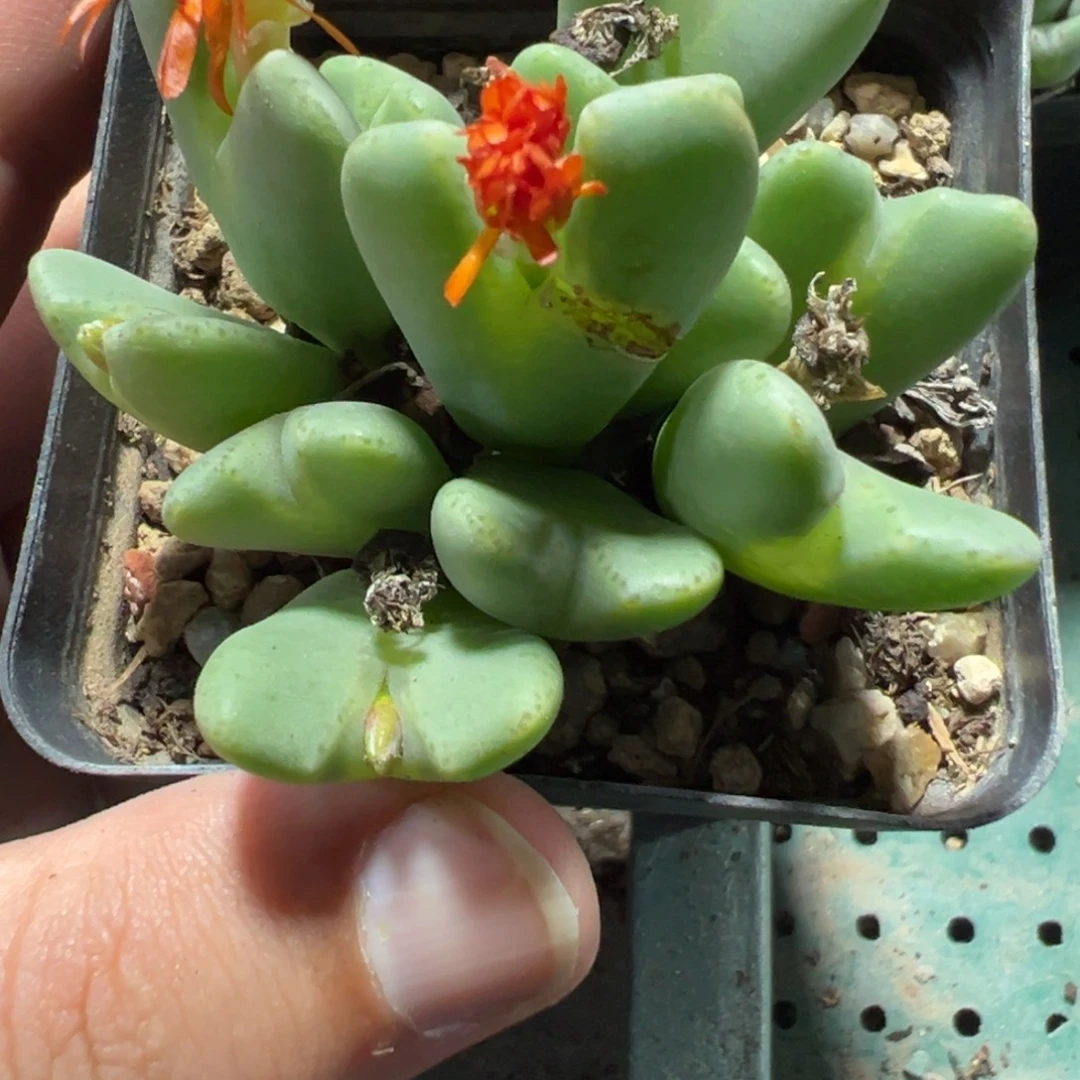 15-99肉锥多肉植物