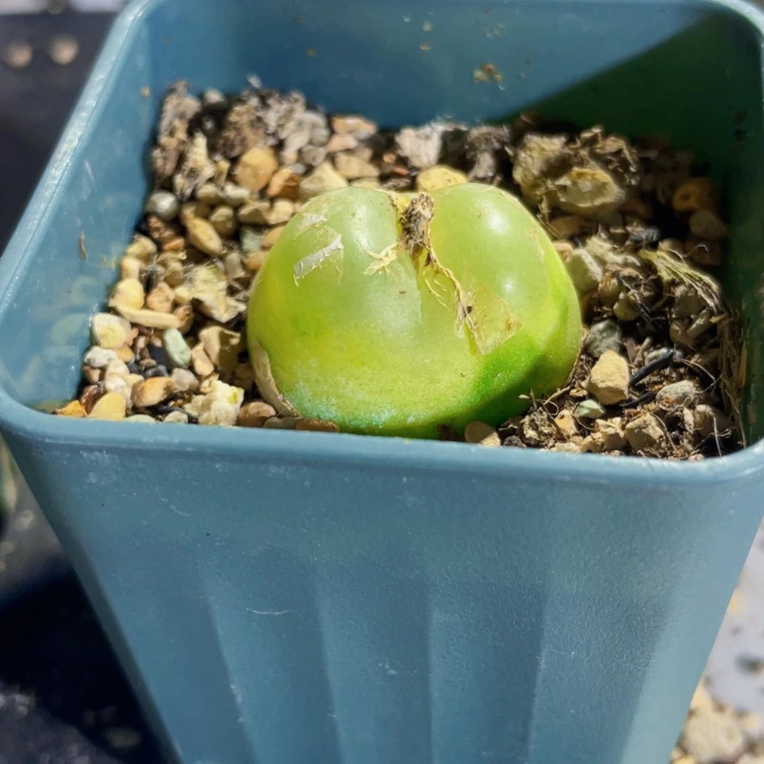 b***吖拉登植物一物一拍
