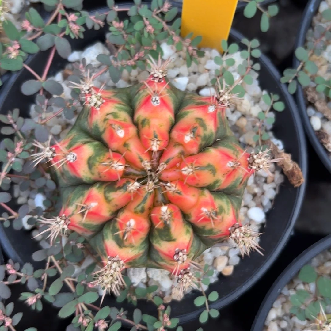 L719-1203泰国发货