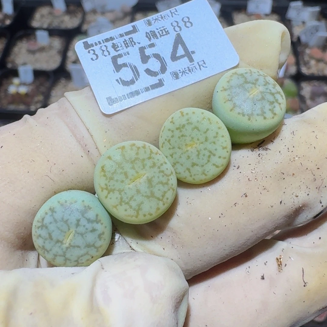zzzz精品生石花554