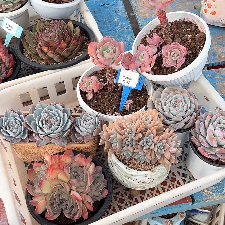 15.12一筐多肉植物