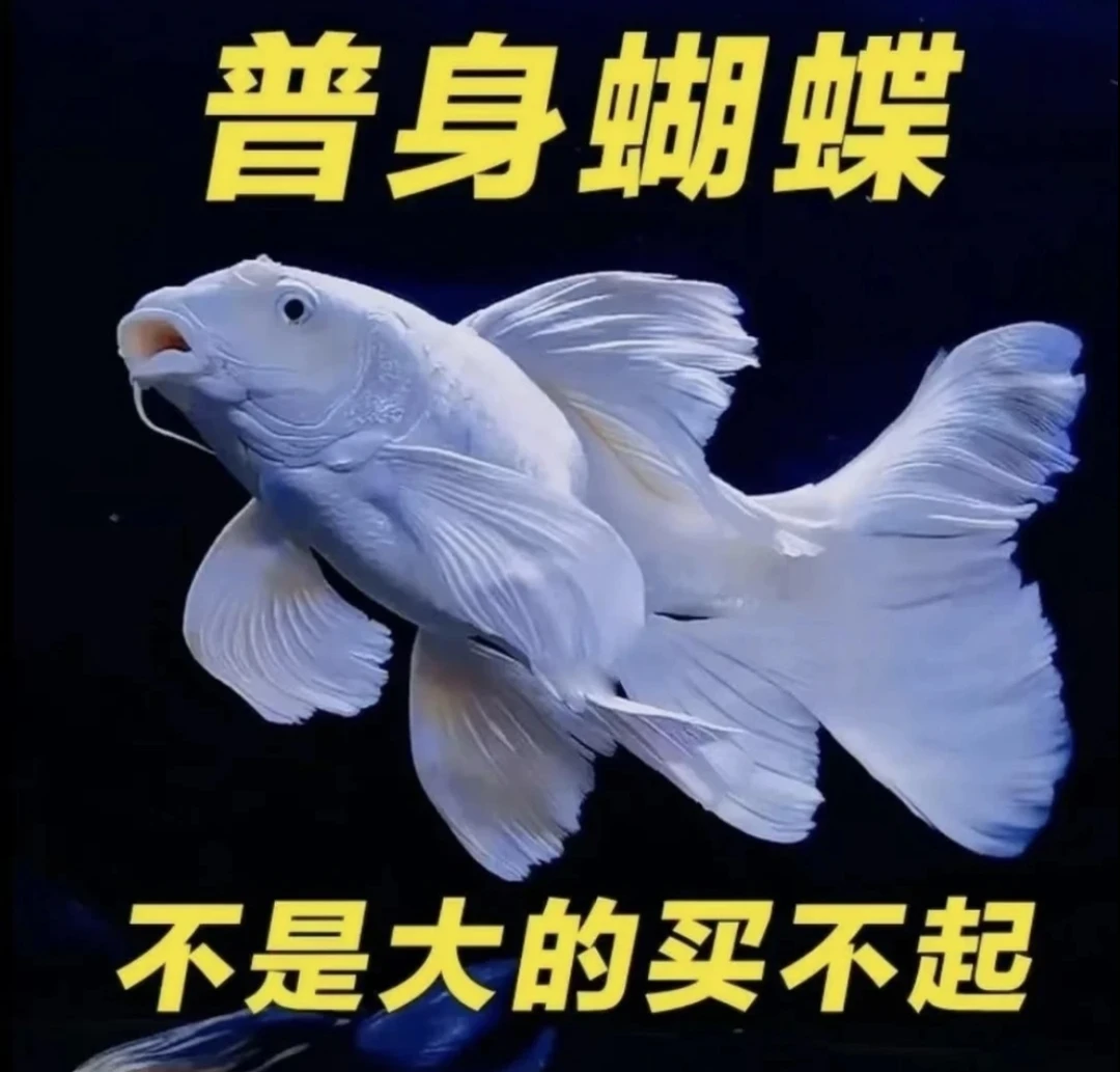 纯种台系蝴蝶鲤圆手鳍白色普身精品蝴蝶鲤观赏鱼