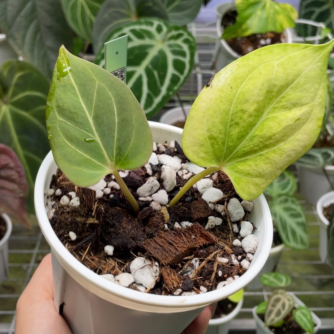 不开花植物kos。。。。