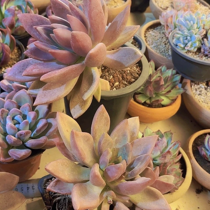 桃花源。  19.8。