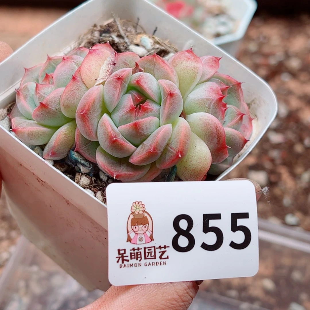 当前无花朵，栽培后可花朵