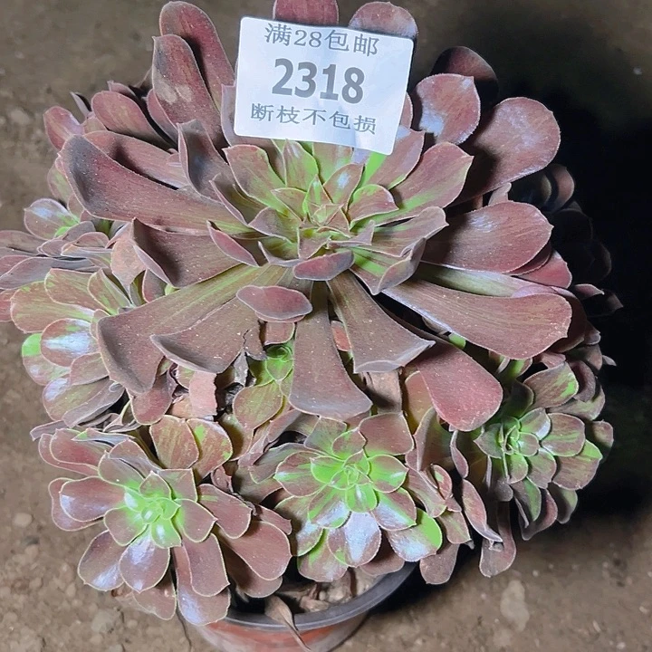 2318欧若拉多肉植物