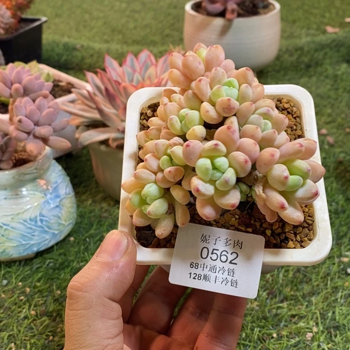 0562啊啊啊啊啊啊啊啊啊