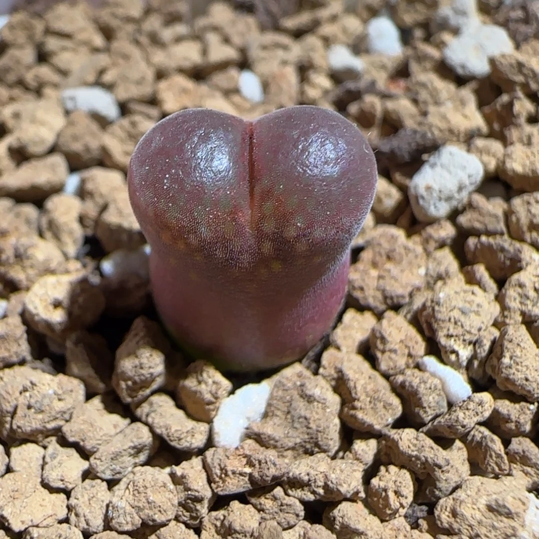 肉锥多肉植物组合-6km风铃1101