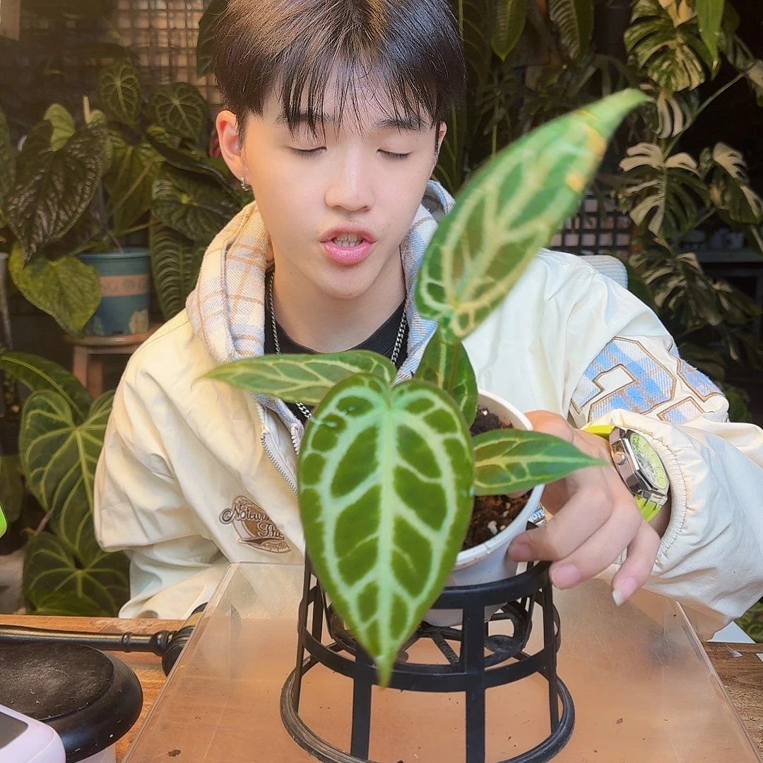 完全开放L12skg银杂小钻石