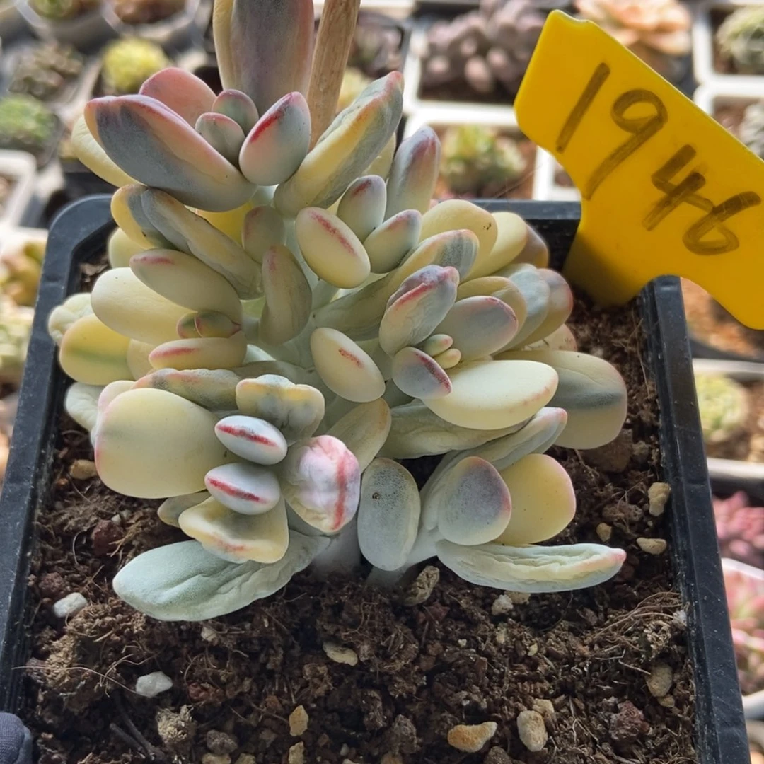 1946福娘锦多肉植物保护