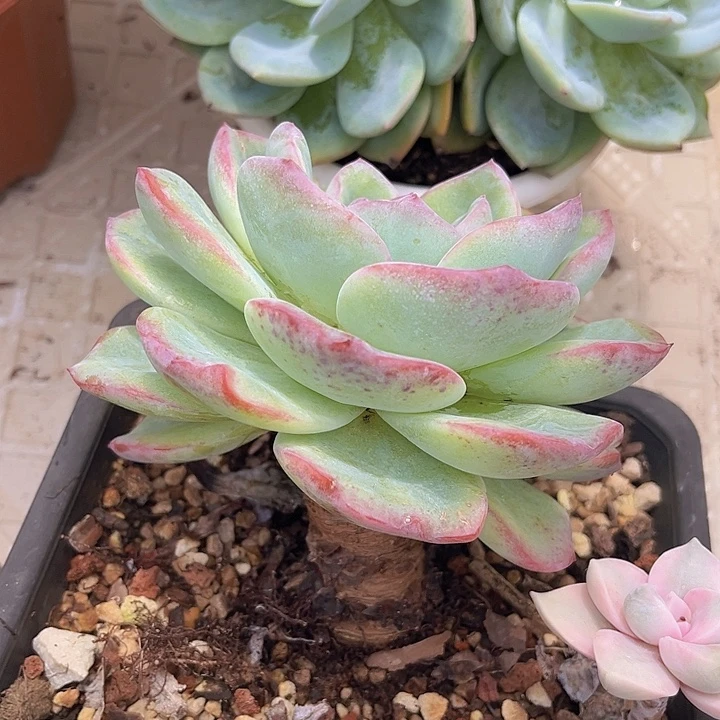 泡芙2725多肉植物