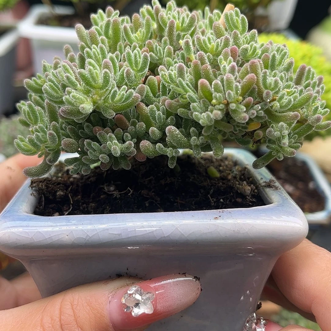 22冰晶带盆优选枝干