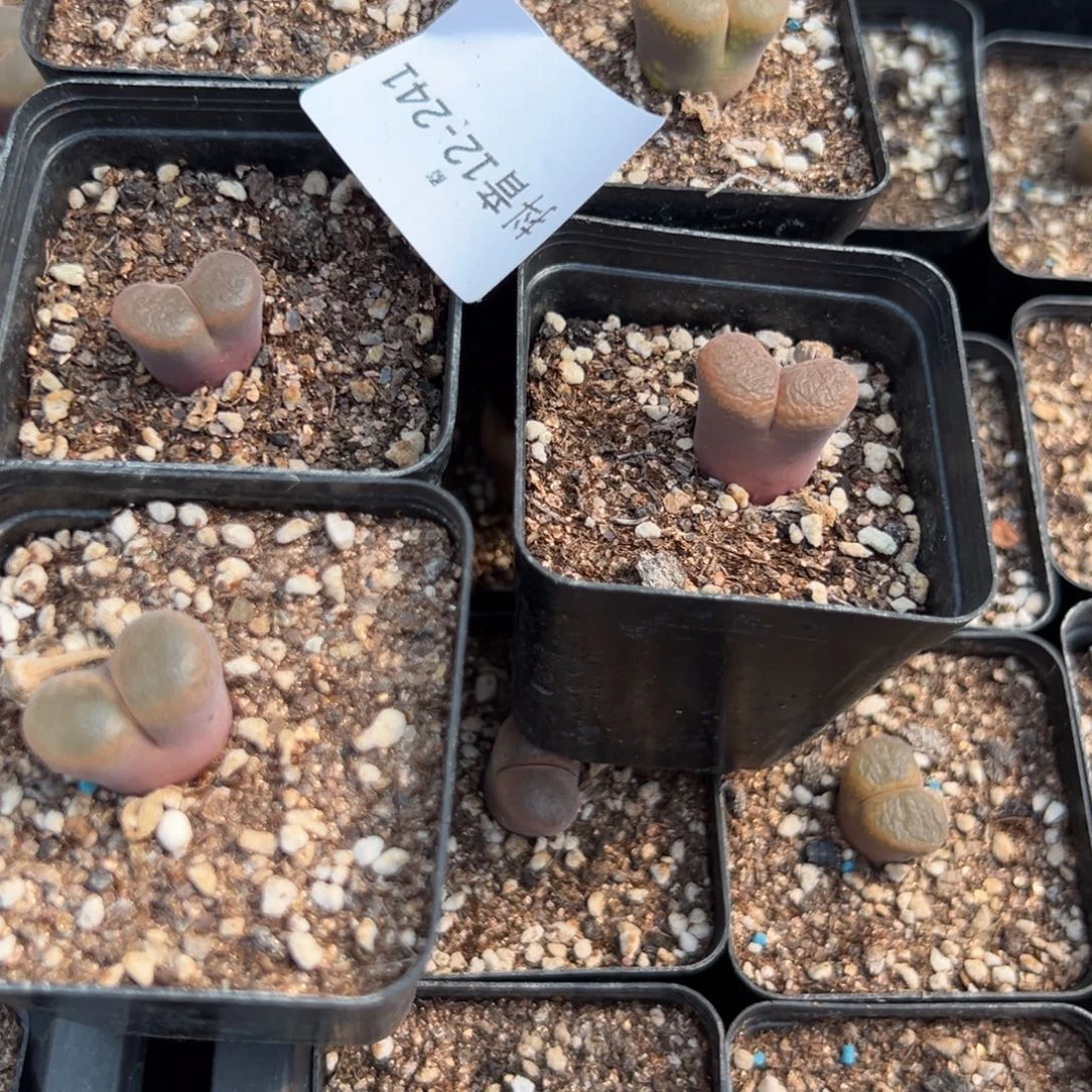 12-241肉锥多肉植物