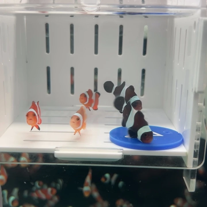 海水鱼五条一对公子一对奥黑一个背心