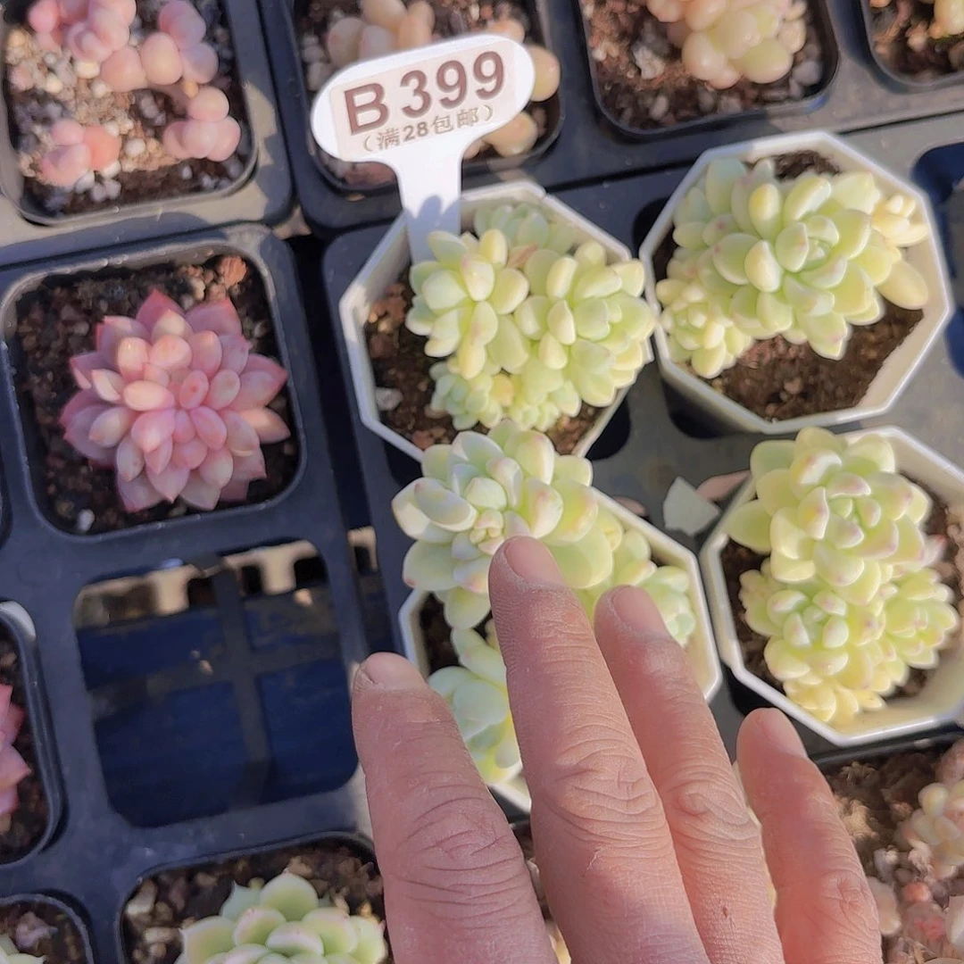 B399阳光玫瑰一物一拍