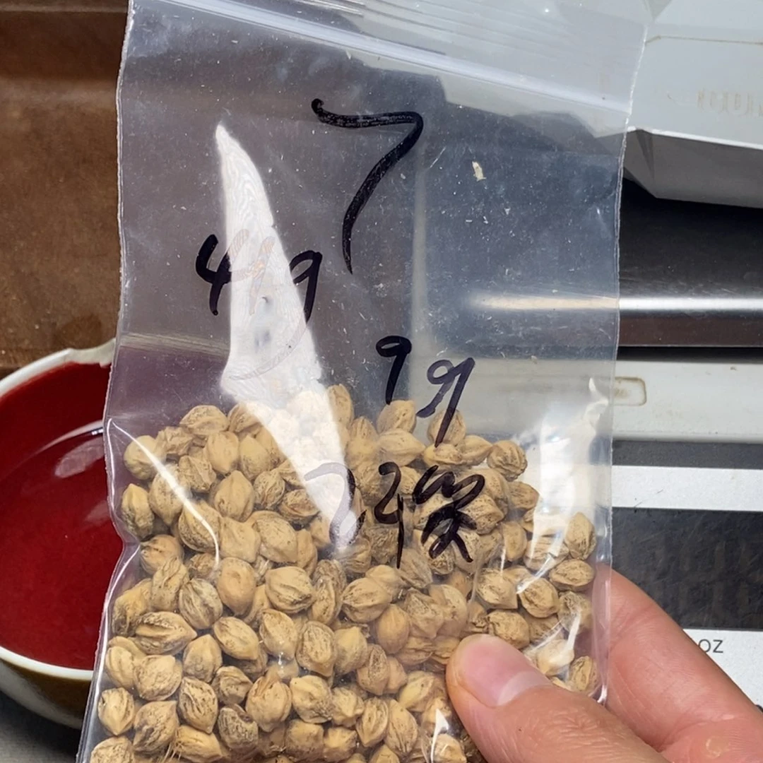 柏香籽/百香籽吊坠潮**叔