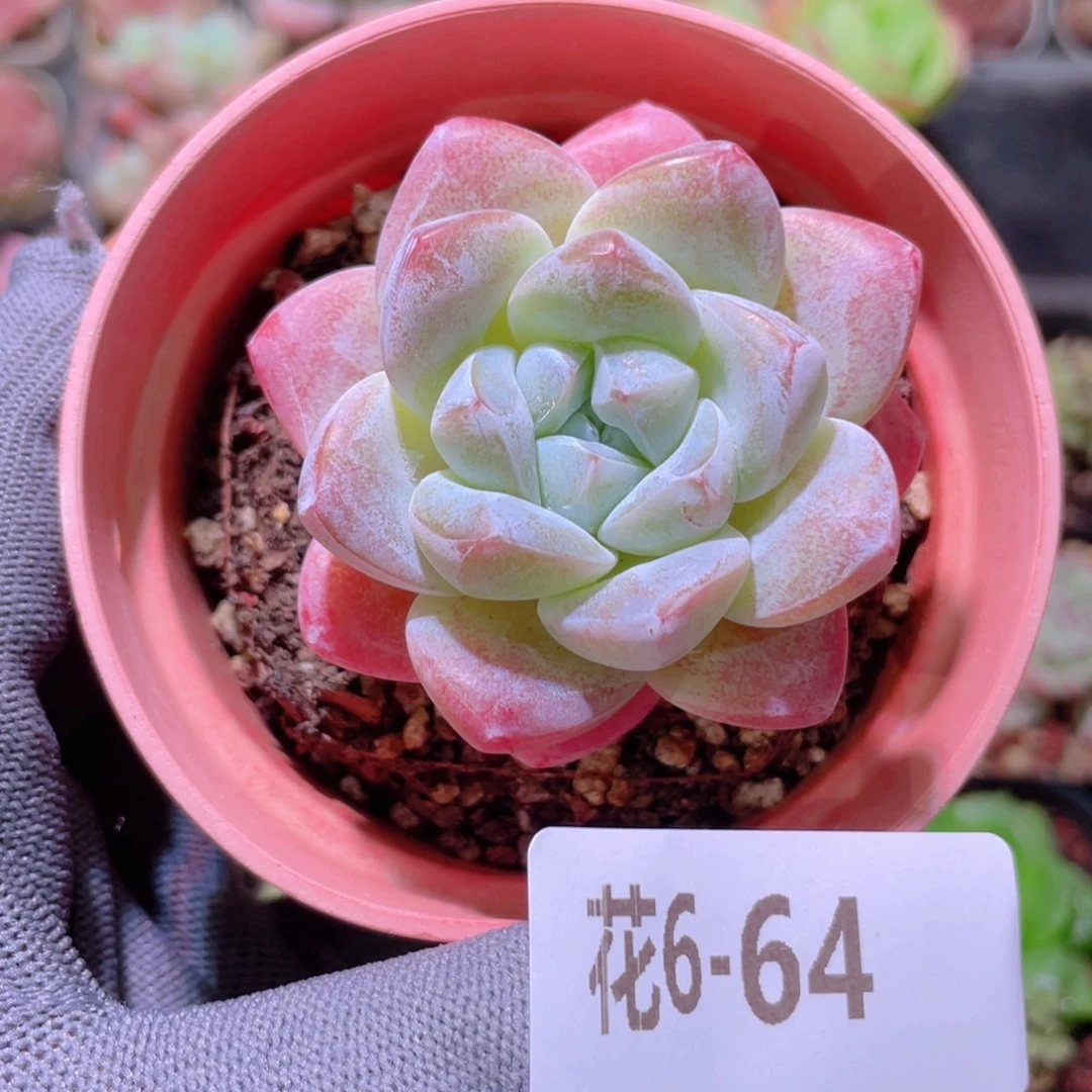 花利美 6-64冰玉