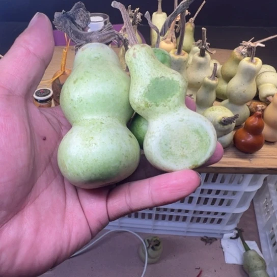 潍***子葫芦葫芦等经济林木生长着大量珍贵