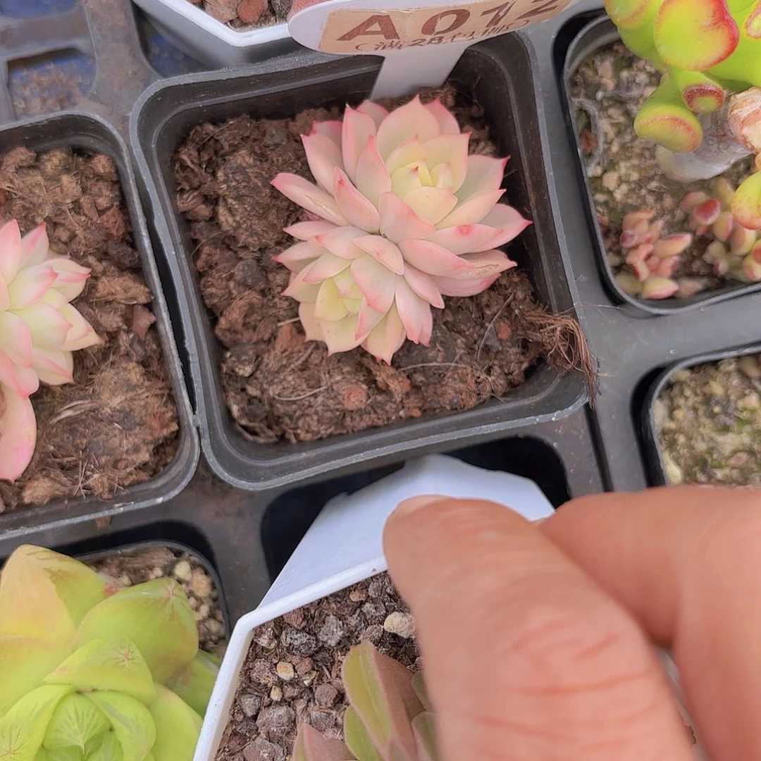 A012红化妆锦一物一拍