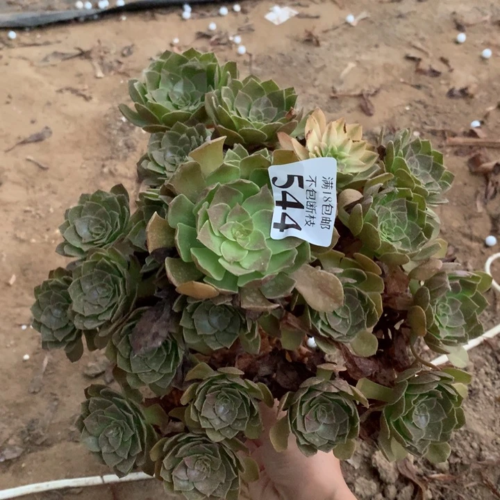 544黑魔法手捧1号棚