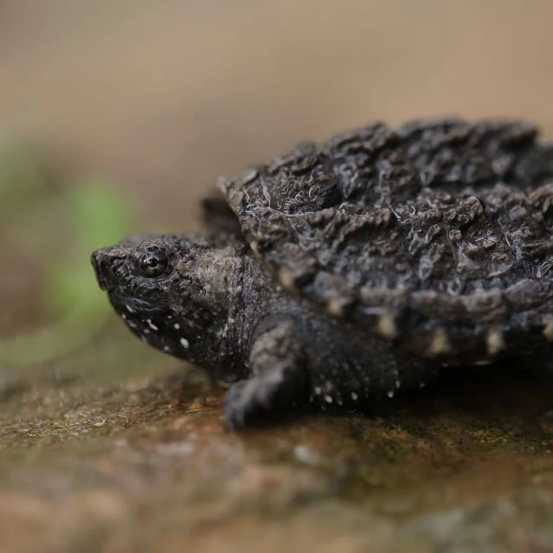 小龟苗佛鳄爬宠家养观赏淡水龟佛罗里达州鳄龟（随机发）