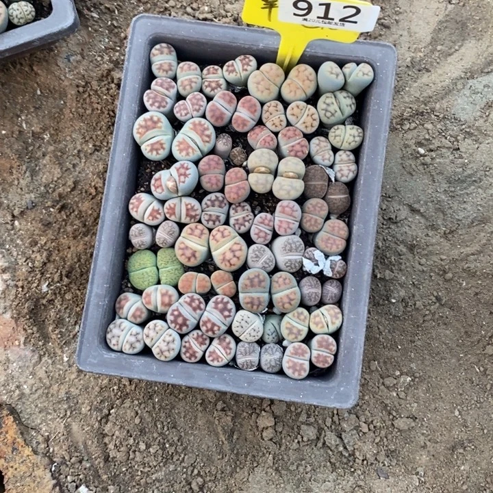 如***意生石花等植物的生长912