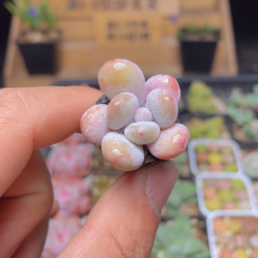 雪奶酪多肉9.9包邮发货