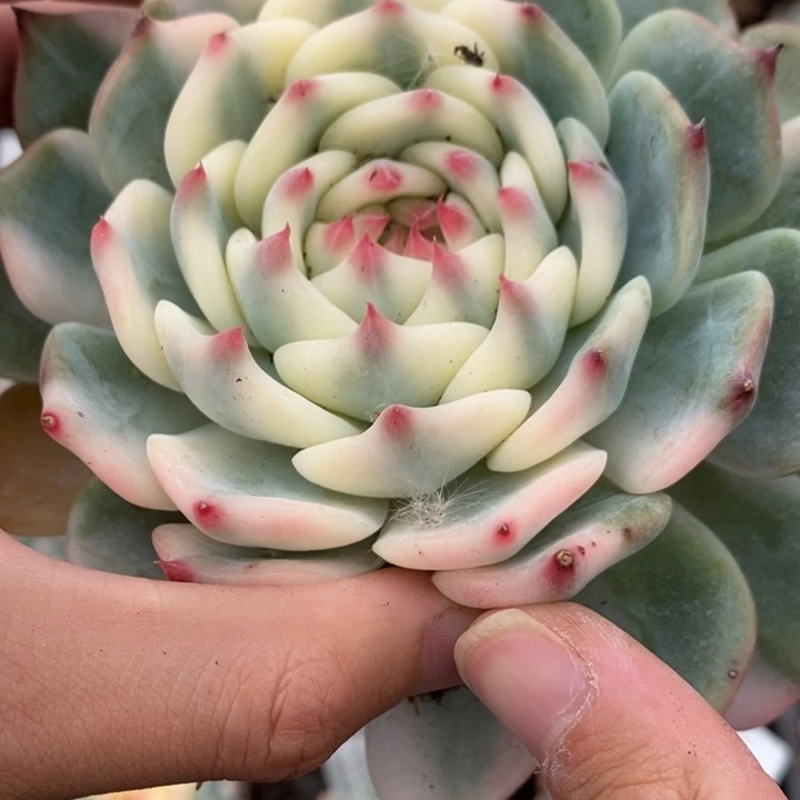 吉娃娃锦多肉植物A925