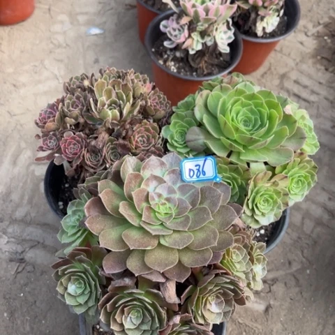 086多肉植物组合，