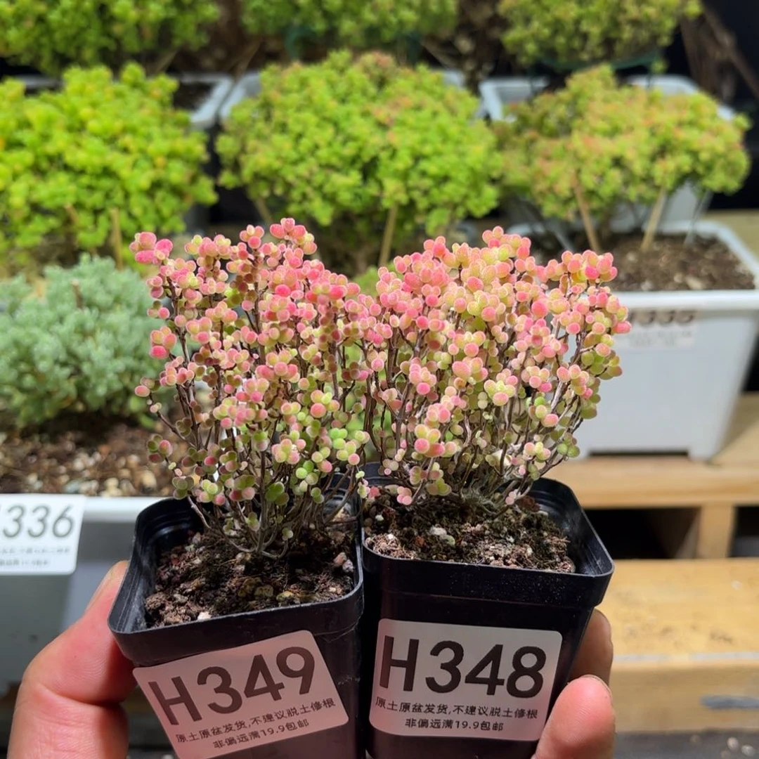 枝干番杏蜜橘糖球H349.H348