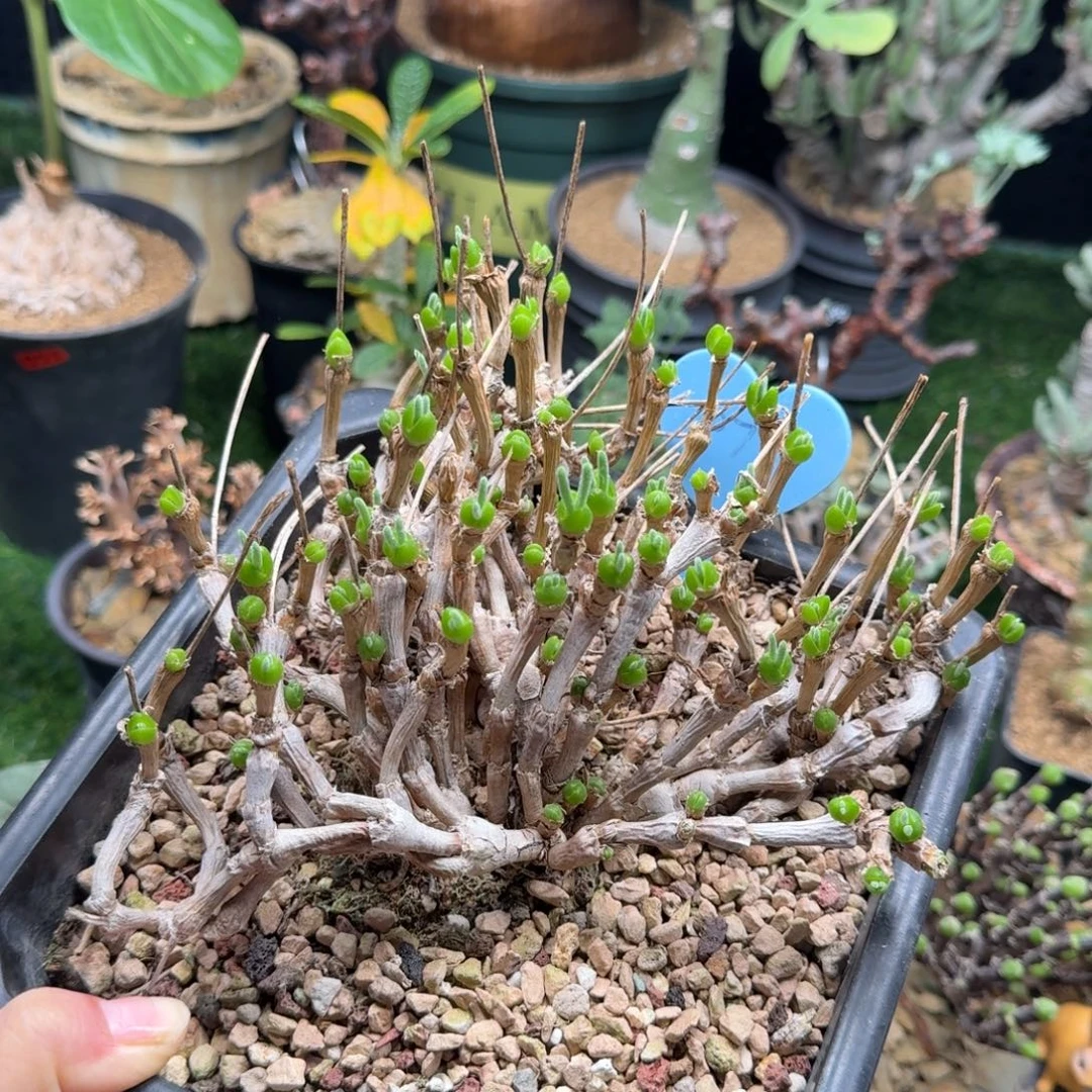 老桩碧光环小兔子077(土球发)