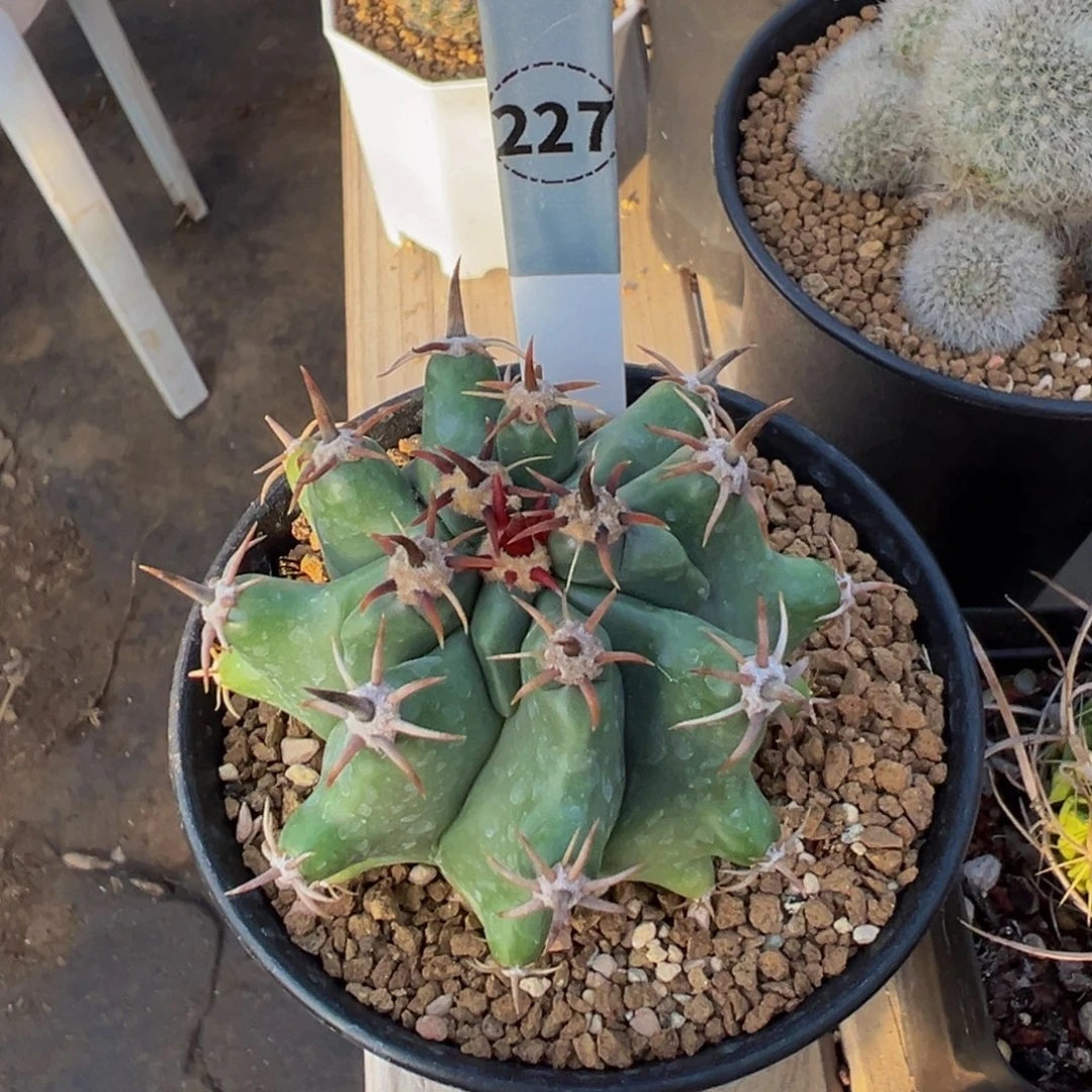 ****匆227实生根龟甲短豪刺巨鹫玉多肉植物带盆土