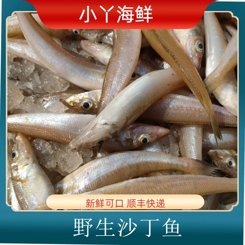 【野生沙丁鱼  冷冻】 海捕沙丁鱼 少刺低脂高蛋白美味 顺丰发货