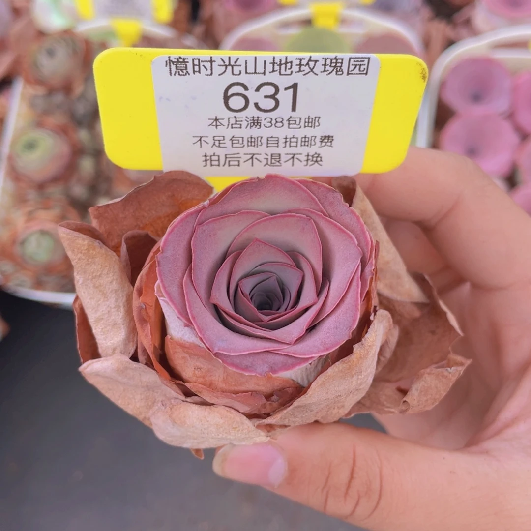 山地玫瑰631满38包邮裸根发货