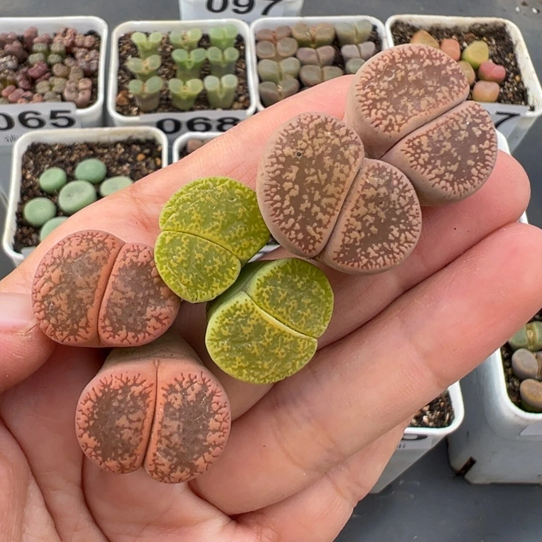 11.11好看的多肉脱土发货126