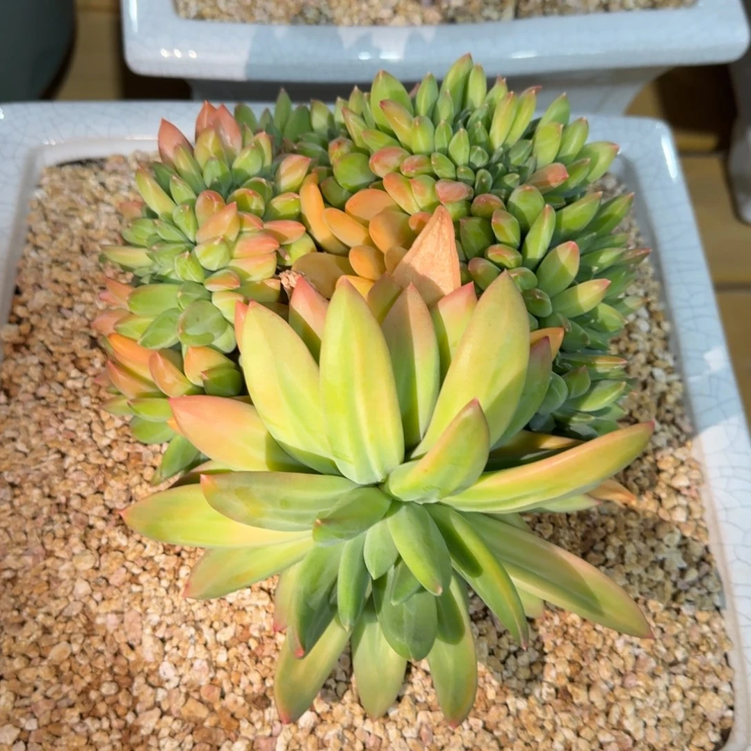 海洋之歌多肉植物