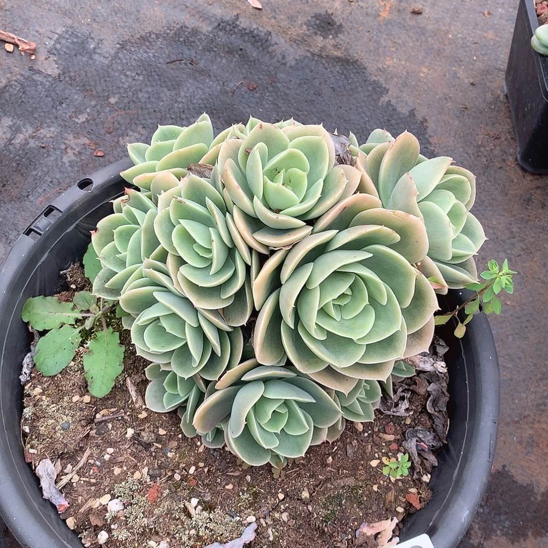 580星娜塔一物一拍多肉