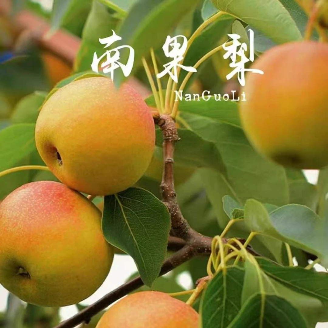 鞍山海城特产自家南国梨新鲜现摘5斤装