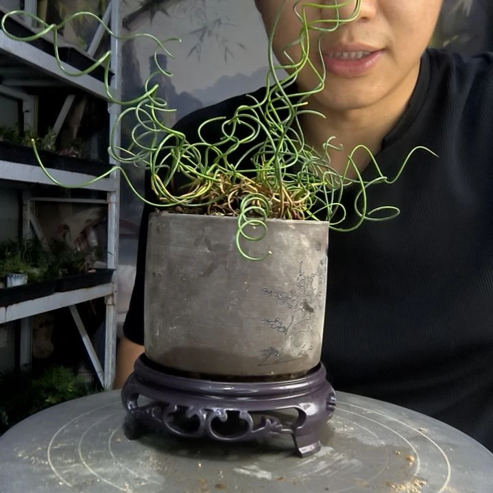 齐*哼中青园艺一物一拍253